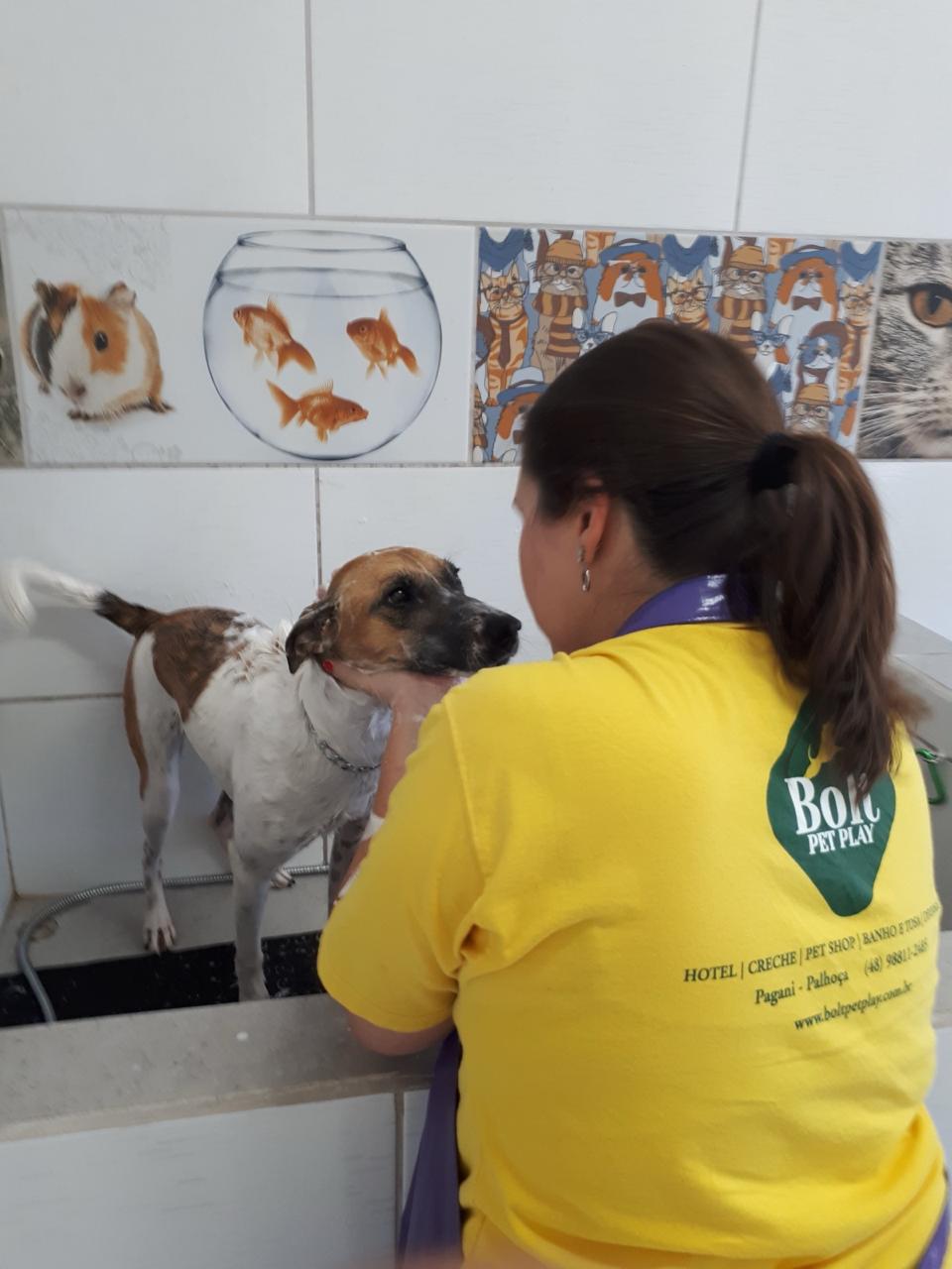 Banho e tosa premium